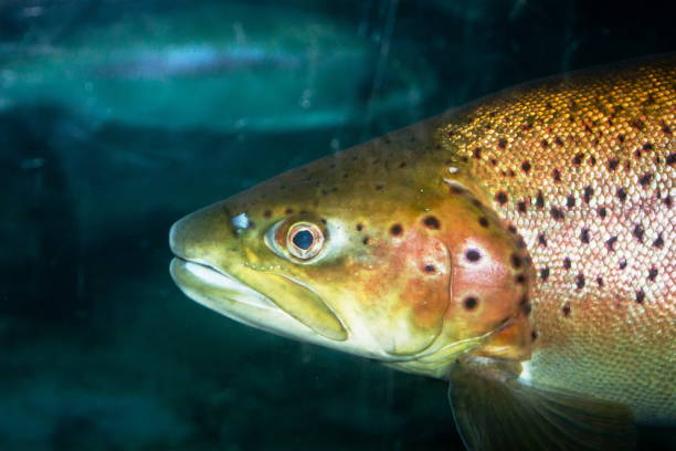 istock Close up image of a swimming Brown trout (Salmo trutta) 1158528126