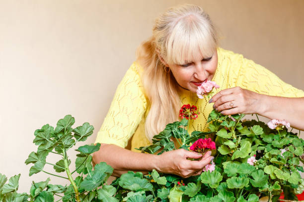 istock fifty-year-old Caucasian woman sniffs flowering geranium 1158529064