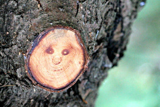 Phenomenon in nature - smiley face on the wood of a cut tree branch