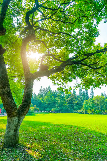 istock Grassland, Woods and Sky Landscape in the Park 1158529805