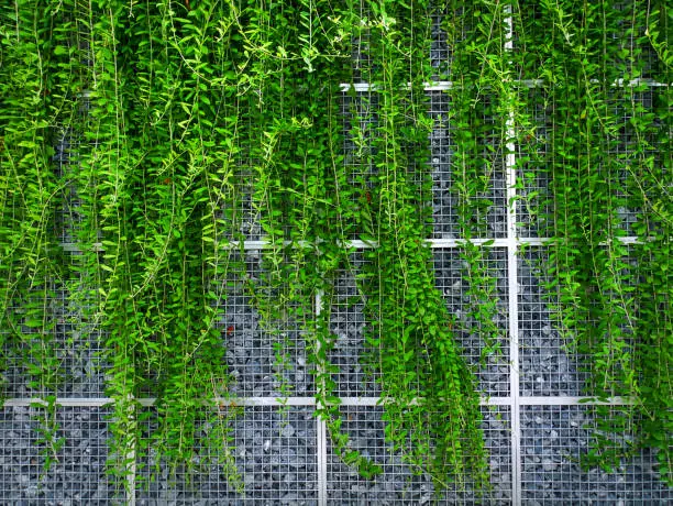 Background of Green Climbing Ivy Hanging on Wire Mesh Wall