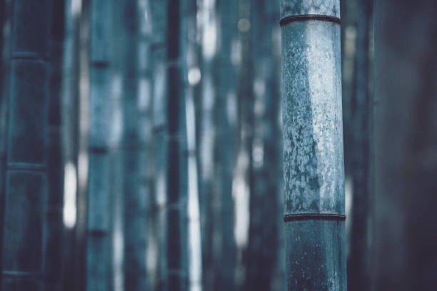 sagano bambusowy las w arashiyama - sagano zdjęcia i obrazy z banku zdjęć