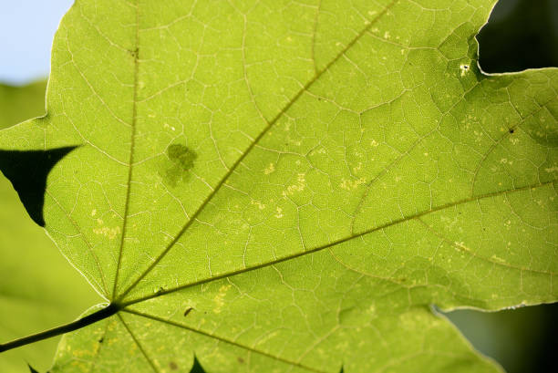 istock Green maple leaf lit by the sun on a summer day close-up 1158533448