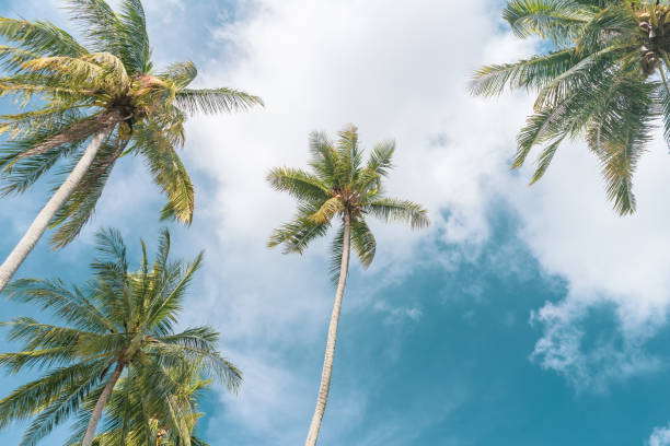 istock Copy space of tropical palm tree with sun light on blue sky and white cloud abstract background. Summer vacation and nature travel adventure concept. Vintage tone filter effect color style. 1158534667