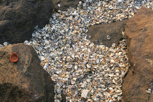 Stock photo of sandy beach covered with sea shells by seashore coastline view, clam shells washed up on beachfront coast with dark sand, driftwood and rocks, seashell wallpaper background photo at Fort Kochi Beach holiday vacation, Cochin, Kerala, South India
