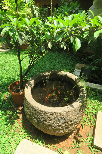 Stock photo of small round pond in barrel shaped stone basin with yellow and orange goldfish, baby koi carp and tropical plants, outdoor goldfish bowl tank with small pet fish feeding and swimming, air bubbles and pond plants growing in shallow water feature