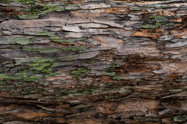 istock Closeup texture of tree bark. Pattern of natural tree bark background. Rough surface of trunk. Green moss and lichen on natural wood. Dirt skin of wooden. Grey, brown, and green nature background. 1158538908