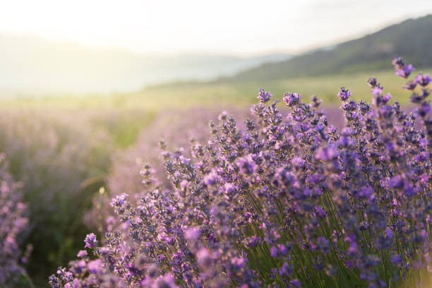 istock Blooming lavender in a field at sunset. 1158541331