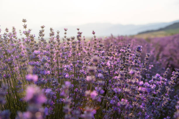 istock Blooming lavender in a field at sunset. 1158541999