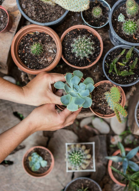 istock Man planting cactus and succulent plants 1158542050
