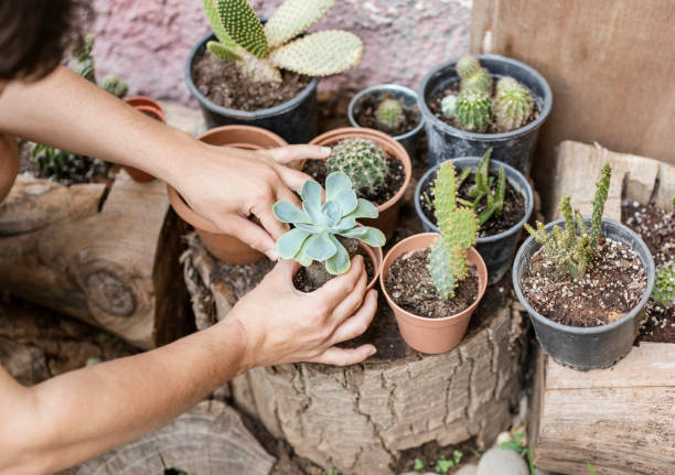 istock Man planting cactus and succulent plants 1158542082