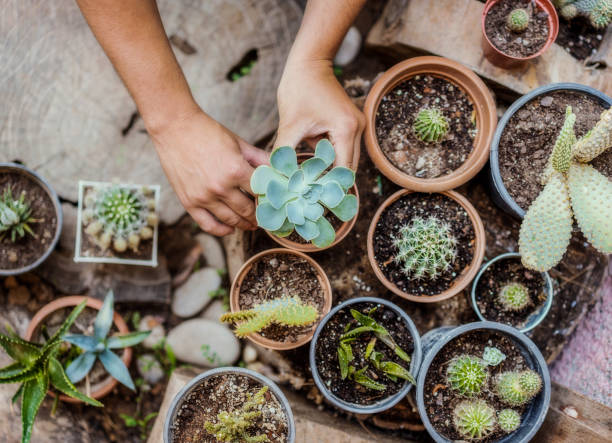 Man planting cactus and succulent plants