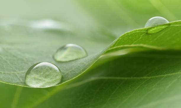 緑の葉の水滴が閉じられた - 植物の各部分 ストックフォトと画像