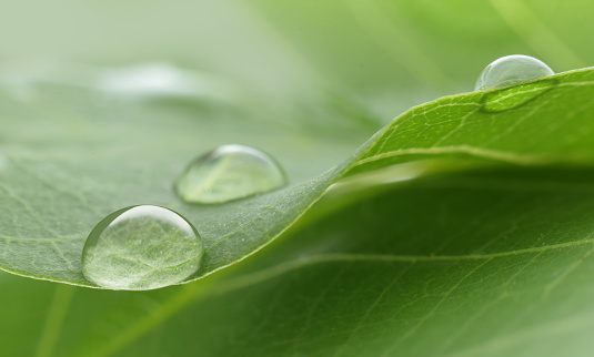 Wet green leaf close up
