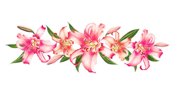 กรอบเส้นขอบลิลลี่สีชมพูที่สวยงาม ช่อดอกไม้ พิมพ์ลายดอกไม้  รูปวาดตัวทําเครื่องหมาย ภาพประกอบสต็อก - ดาวน์โหลดรูปภาพตอนนี้ - Istock