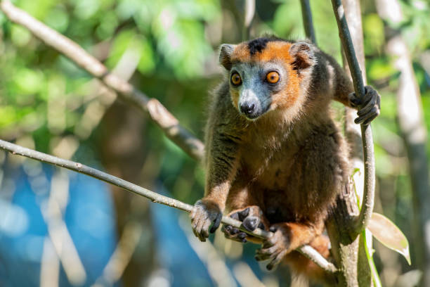 A female Crowned Lemur (Eulemur coronatus), close-up shot in wildlife. The crowned lemur is endemic to the dry deciduous forests of North-Eastern Madagascar, Africa. Crowned Lemurs have a distinctive brown-orange crown on the top of the head. Females have a gray body with an orange crown, and males are a darker reddish brown, crowned with black and orange.