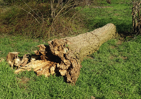 A photo shot of all that is left from a fallen tree trunk, on park in Düsseldorf.\n The tree was knocked down by strong winds in the winter 2018-2019. \nPhoto shoot in early spring, 2019.