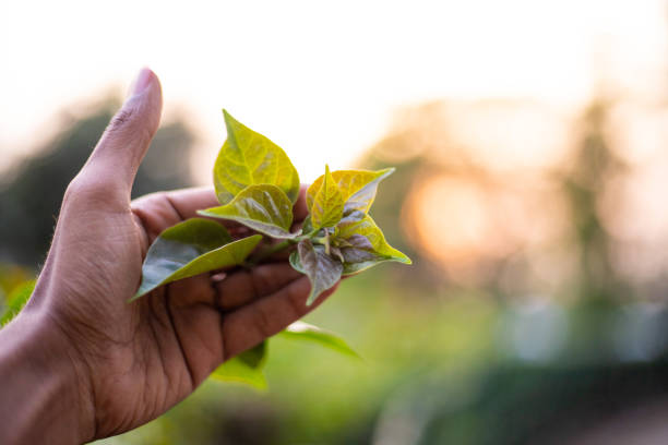 istock Hand holding plant's leaf in sunny day 1158547693