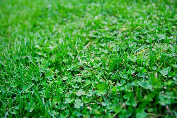 Photo of Background of green summer clover grass, selective focus