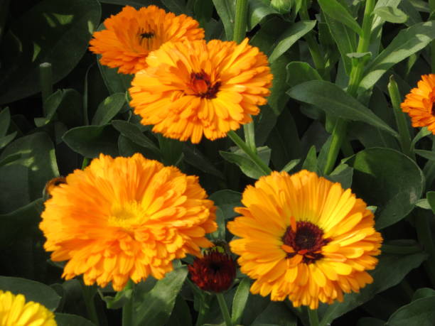 istock Yellow flowers in garden 1158549377