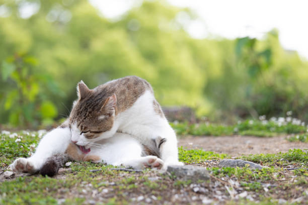 istock Street cat resting on street 1158550154