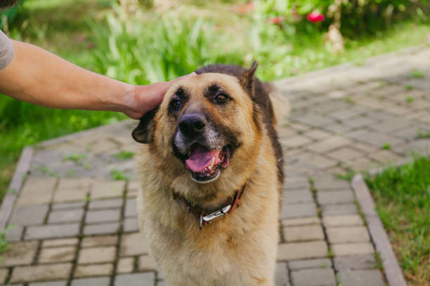 istock Owner strokes  German shepherd on stone walkway 1158551164