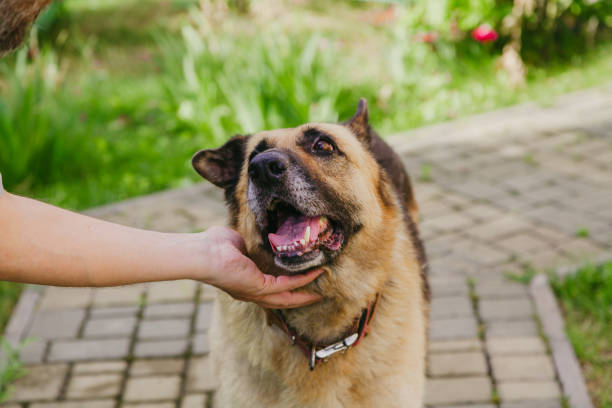 istock Owner strokes  German shepherd on stone walkway 1158551183