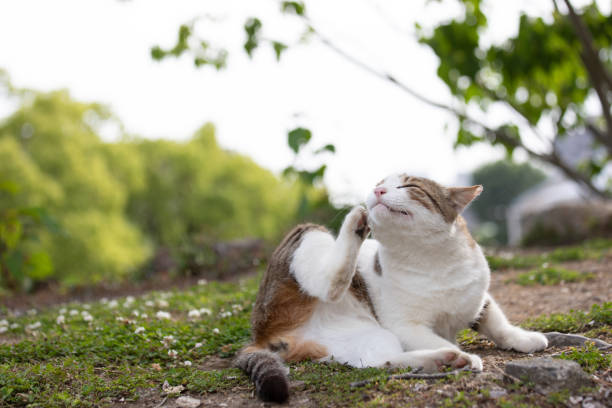 A big white cat laying down and licking herself.