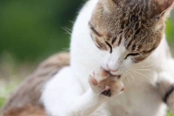 istock Street cat resting on street 1158554017