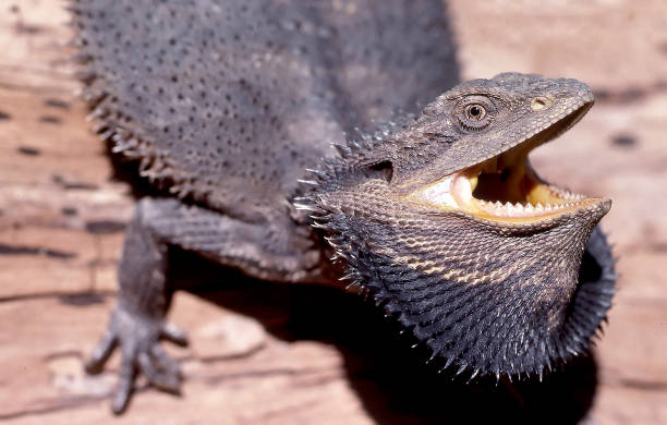 istock Australian Eastern Bearded Dragon with mouth open 1158554090