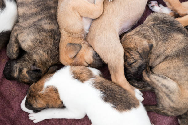 istock Irish Wolf Hound Puppies 1158554184