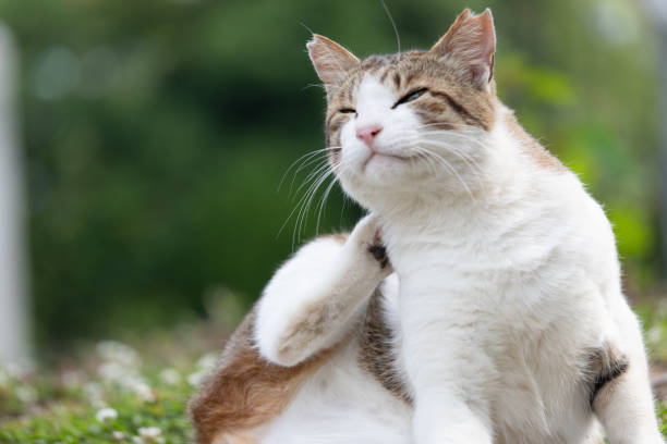 Street cat resting on street
