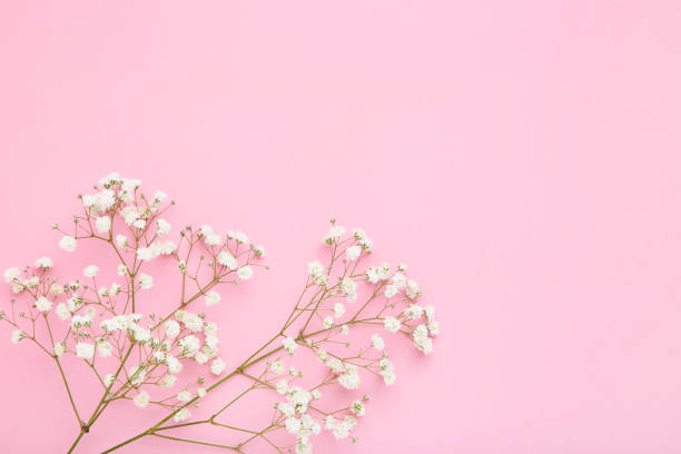 istock White gypsophila flowers on pink background 1158555042