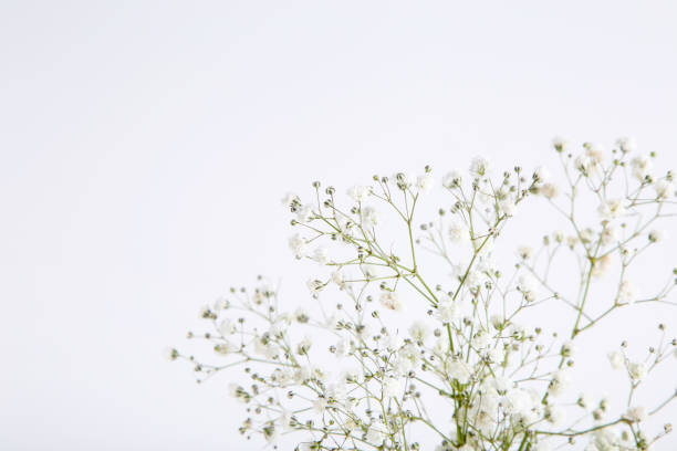 istock White gypsophila flowers on grey background 1158555076