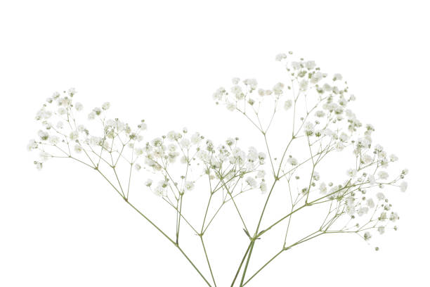istock Gypsophila flowers isolated on white background 1158555094