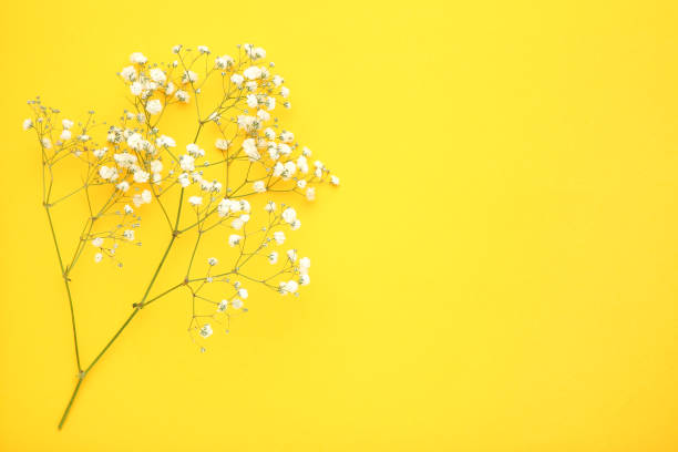 istock White gypsophila flowers on yellow background 1158555131