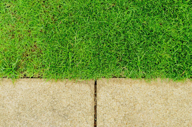 istock Green grass for background, nature, parks/Outdoor, Background 1158555201