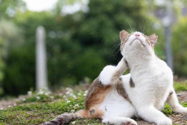 istock Street cat resting on street 1158555487