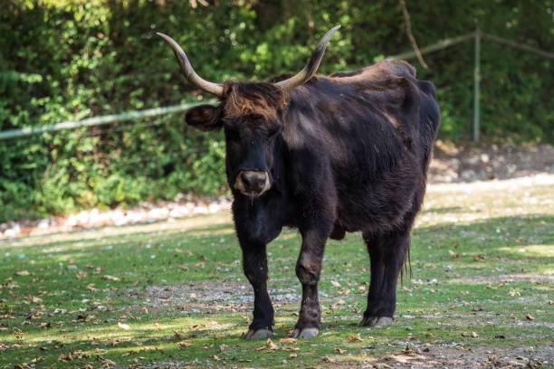 Heck cattle, Bos primigenius taurus, claimed to resemble the extinct aurochs.