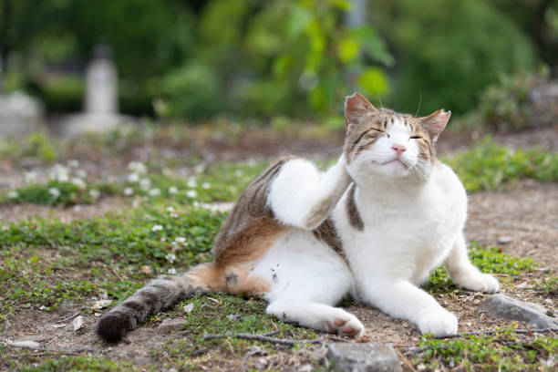 istock Street cat resting on street 1158556815