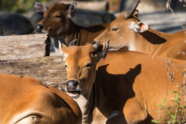 istock Banteng, Bos javanicus or Red Bull is a type of wild cattle. 1158557028