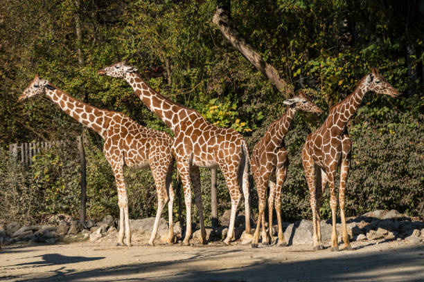 istock The giraffe, Giraffa camelopardalis is an African mammal 1158557165