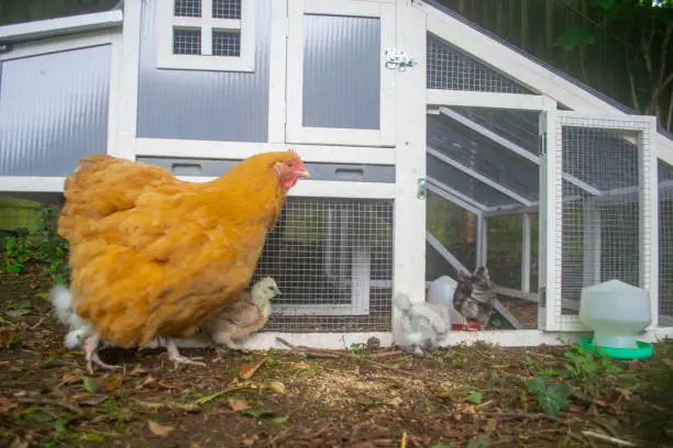 Photo of Keeping chickens