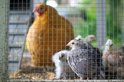 Chickens roaming the garden outside their coop.