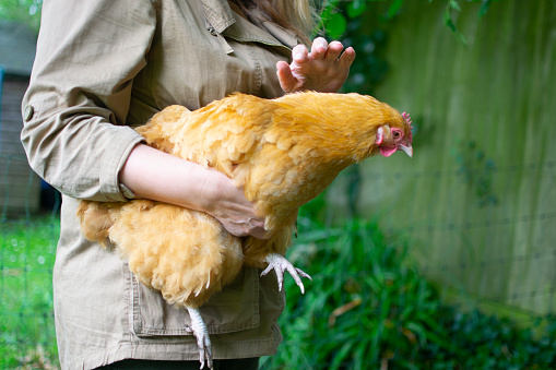 A woman lifts up her domestic chicken