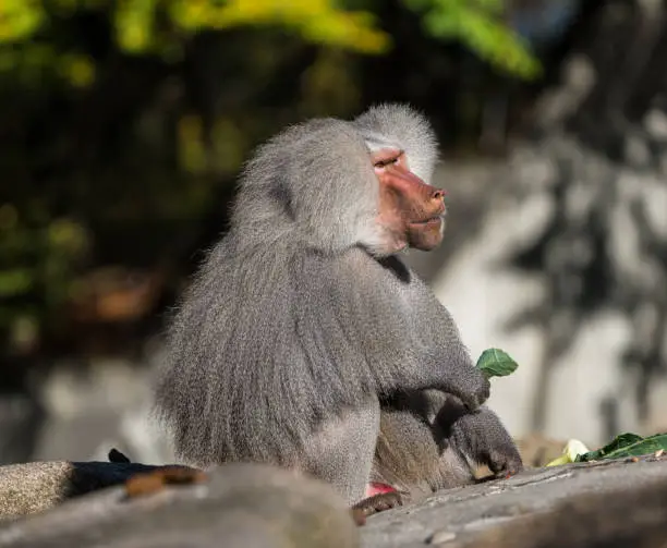 Photo of The hamadryas baboon, Papio hamadryas is a species of baboon