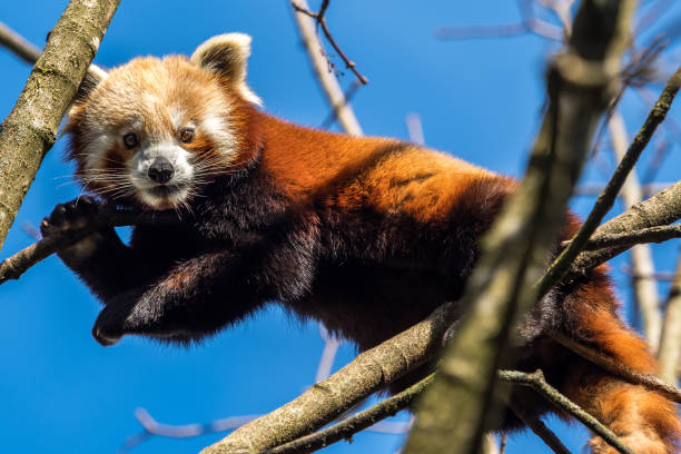 istock The red panda, Ailurus fulgens, also called the lesser panda. 1158559460