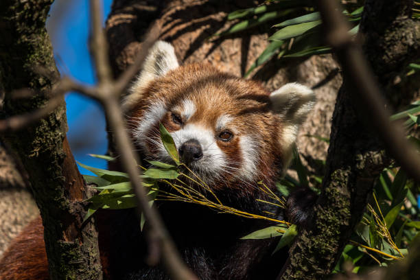 istock The red panda, Ailurus fulgens, also called the lesser panda. 1158559464