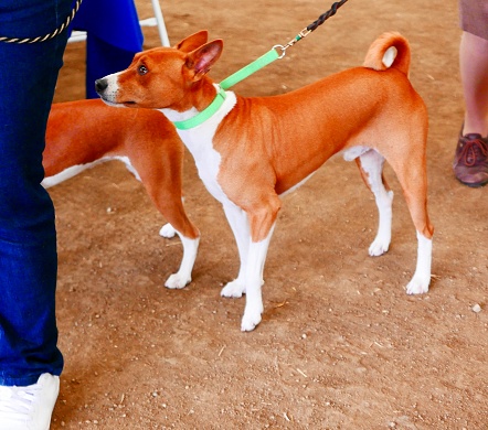 A pair of purebred Basenji Dogs out for a walk