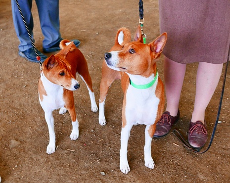 A pair of purebred Basenji Dogs out for a walk